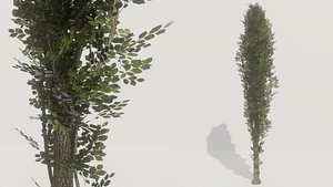poplar tree 3D model