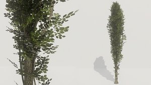 Poplar Tree (low poly) 3d game model