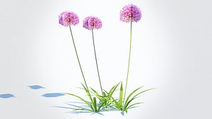 3D model Allium aflatunense - Purple Allium