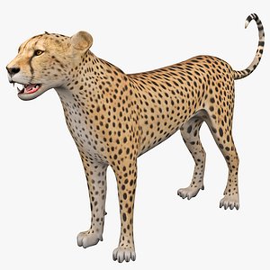 Cheetah 2 Rigged