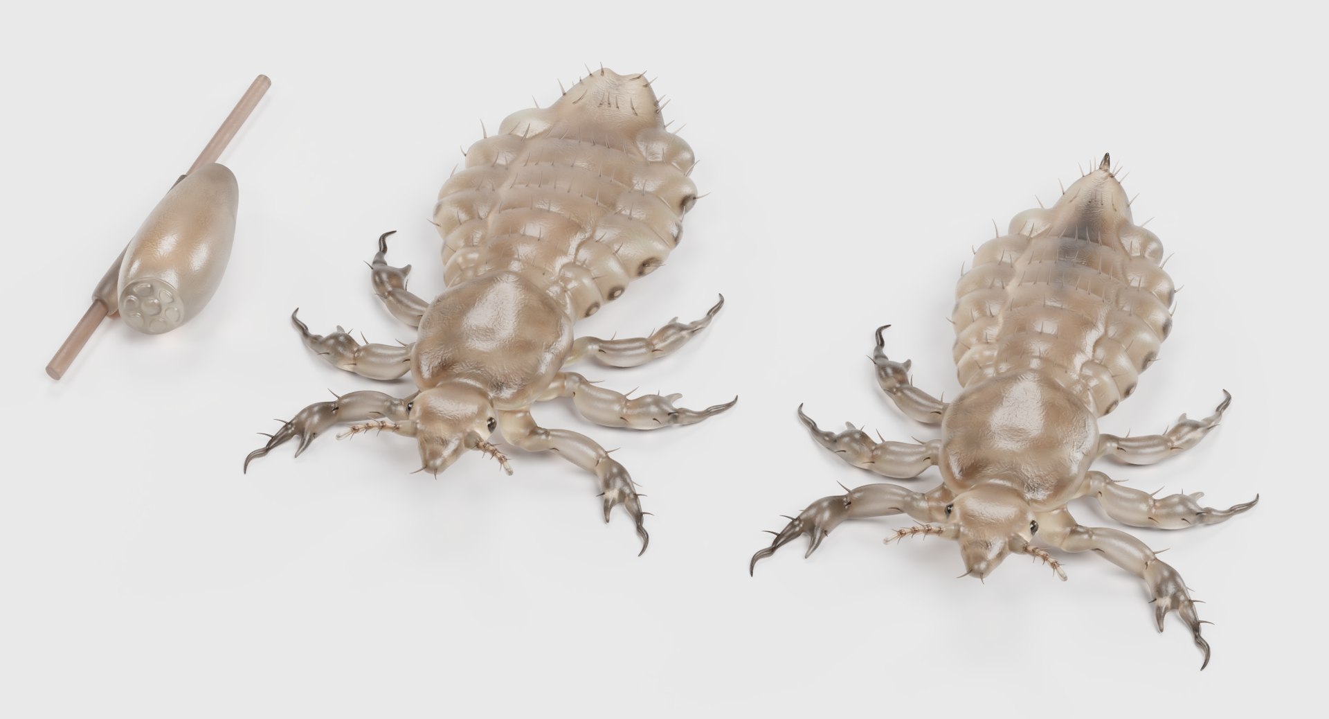 Head lice set 3D model - TurboSquid 1423010