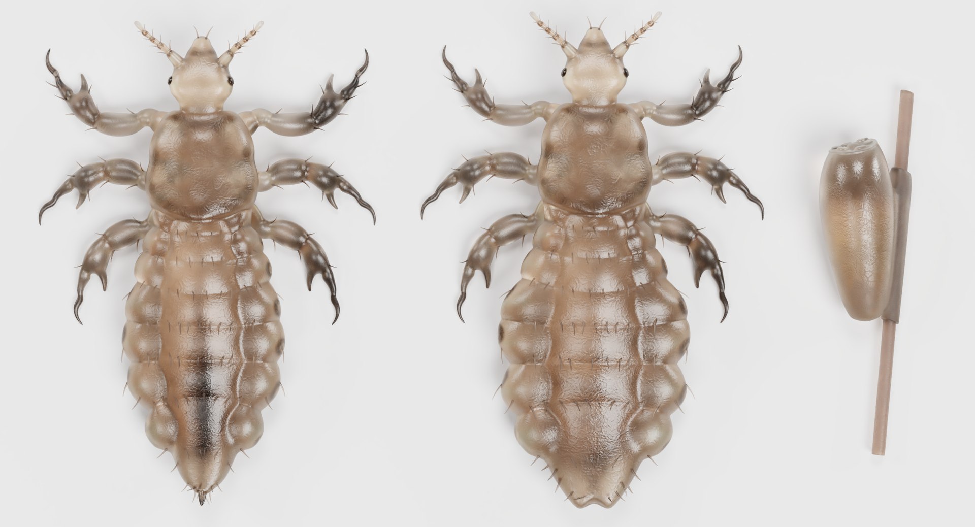 Head Lice Set 3D Model - TurboSquid 1423010