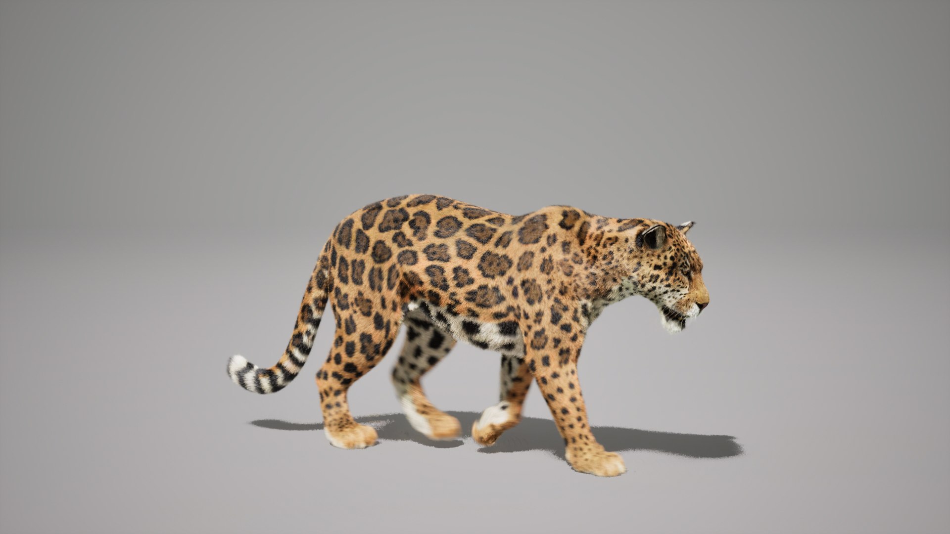 Jaguar Animated UNREAL project 3D model https://p.turbosquid.com/ts-thumb/IM/14fCkF/MN/02/jpg/1728878257/1920x1080/fit_q87/2a8c3f93fbc5727bf7354d17e6304ff55c9f86e1/02.jpg