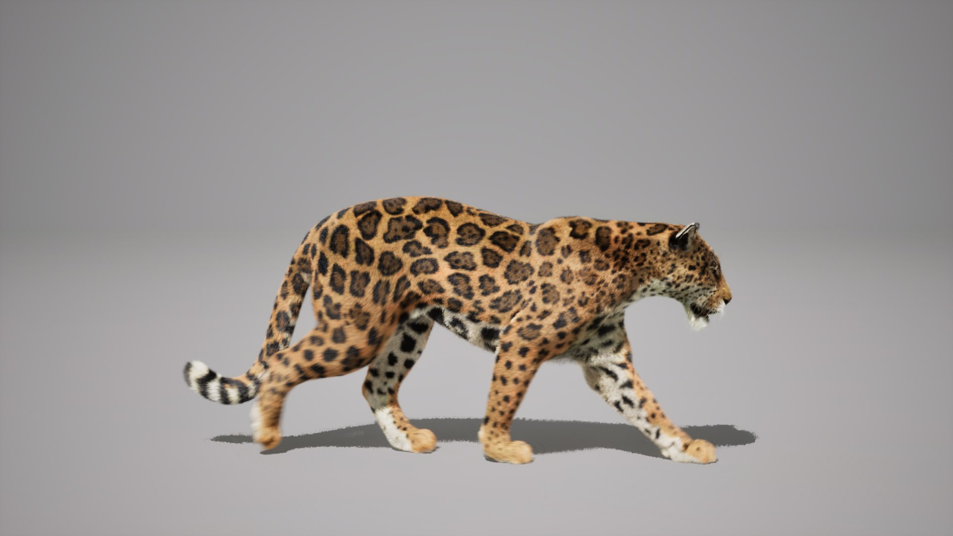Jaguar Animated UNREAL project 3D model https://p.turbosquid.com/ts-thumb/IM/14fCkF/cb/01/jpg/1728878257/1920x1080/fit_q87/ac8a76e073fed287f1605d5a2c49e1e64fbb42d3/01.jpg