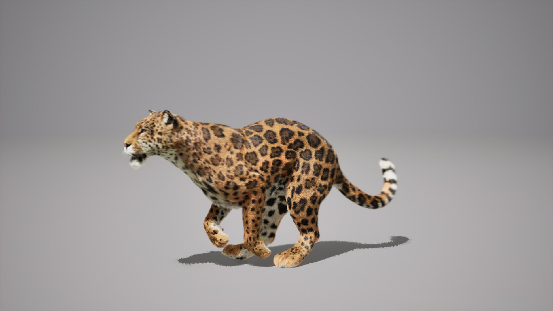 Jaguar Animated UNREAL project 3D model https://p.turbosquid.com/ts-thumb/IM/14fCkF/iM/08/jpg/1728878261/1920x1080/fit_q87/36cab6acfd9d7245a4097113e7d31848bf94f77c/08.jpg
