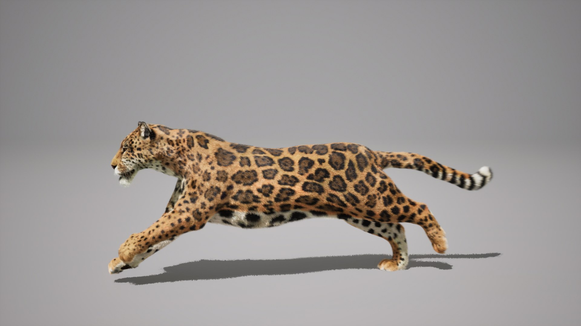 Jaguar Animated UNREAL project 3D model https://p.turbosquid.com/ts-thumb/IM/14fCkF/ob/05/jpg/1728878260/1920x1080/fit_q87/abe8736619f6f67454053cd86d32d901c8d906fd/05.jpg