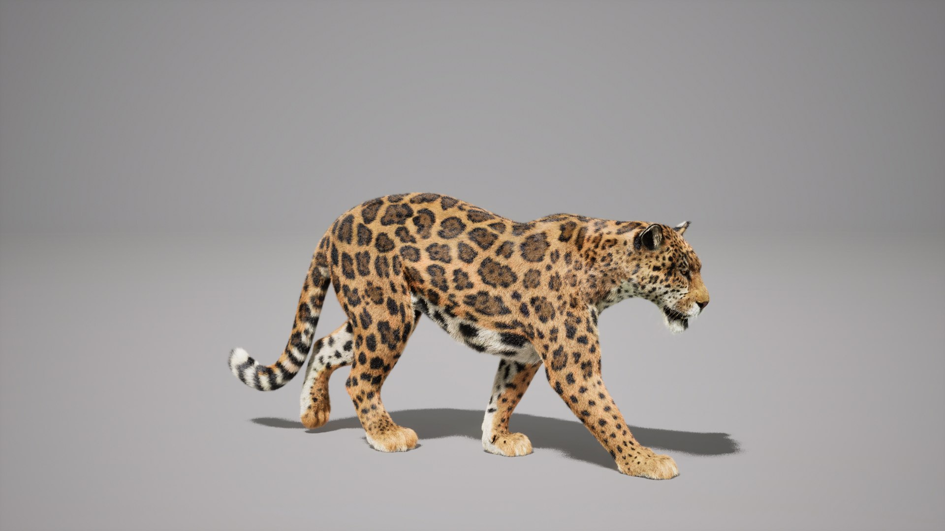 Jaguar Animated UNREAL project 3D model https://p.turbosquid.com/ts-thumb/IM/14fCkF/xm/04/jpg/1728878258/1920x1080/fit_q87/685122ed46b379f30965e3b6e3f4a8f3ede386f3/04.jpg