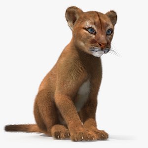 Puma Cub Sitting Pose with Fur