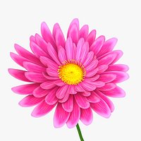 Daisy Flower Stylized Animated