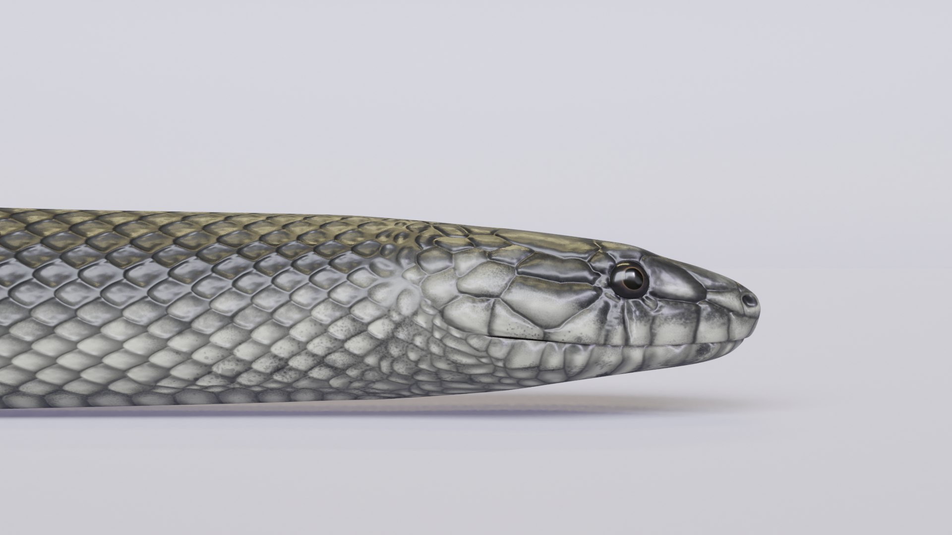 3D model black mamba animation https://p.turbosquid.com/ts-thumb/IM/Fe33uS/N82uJiZY/blackmamba_06/png/1576523333/1920x1080/fit_q87/35aaefab7de3caa25f34eaa205d7cc811912f715/blackmamba_06.jpg