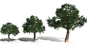 brazilian tree jabuticabeira 3D model