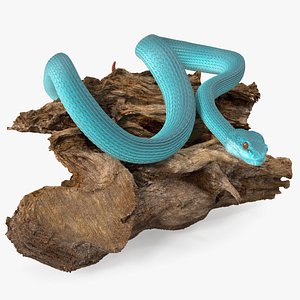 Hanging Trunk Blue Snake Trimeresurus