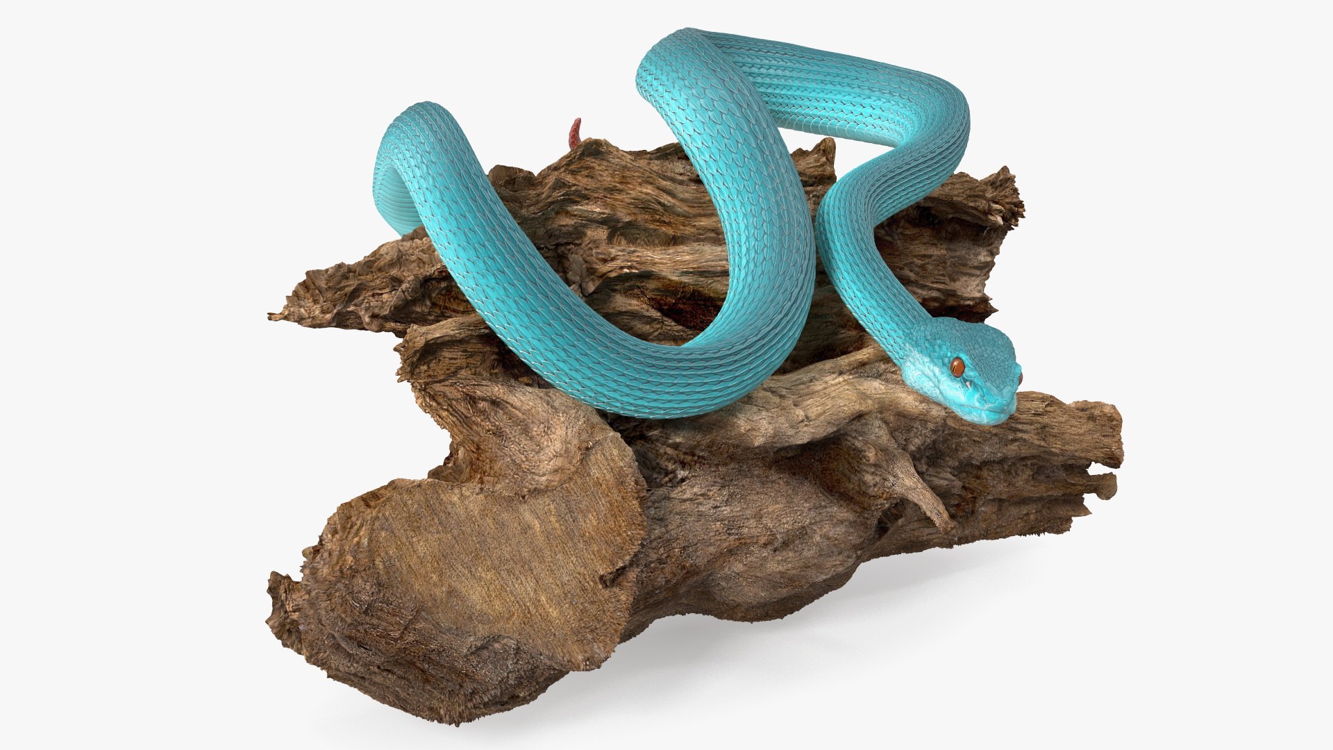 Hanging Trunk Blue Snake Trimeresurus 3D model preview