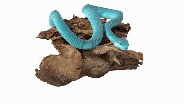 modèle 3D de Tronc Suspendu Serpent Bleu Trimeresurus TurboSquid