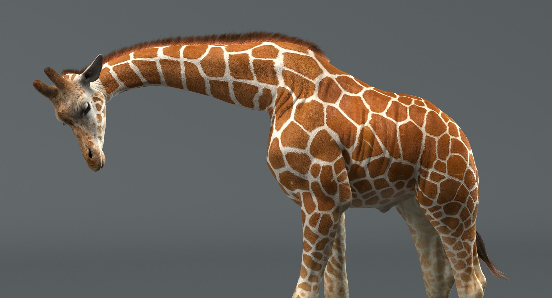 3D realistic giraffe rigged model - TurboSquid 1398245