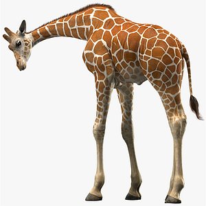 3D realistic giraffe rigged model
