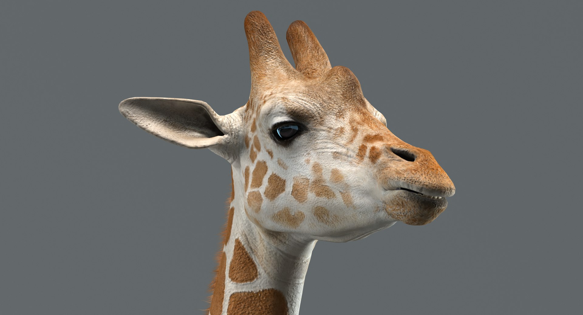 3D realistic giraffe rigged model - TurboSquid 1398245