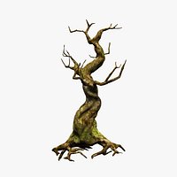 Crooked Mossy Tree