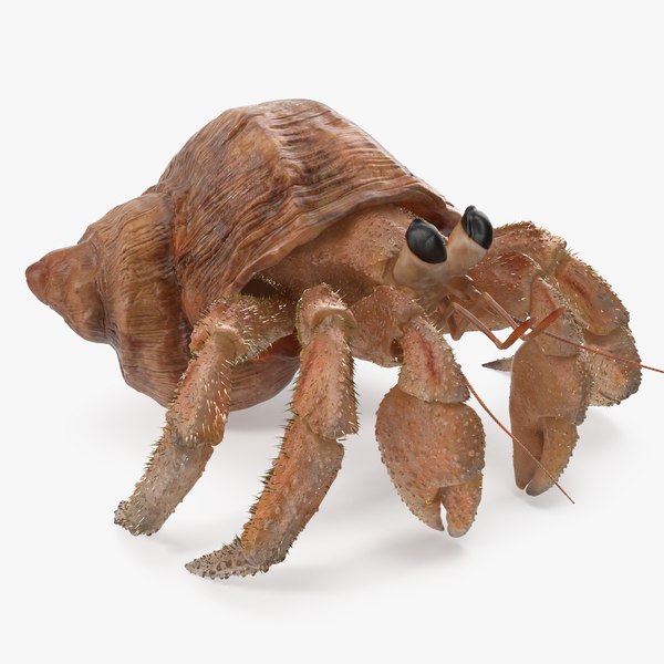 hermit crab fur 3D model
