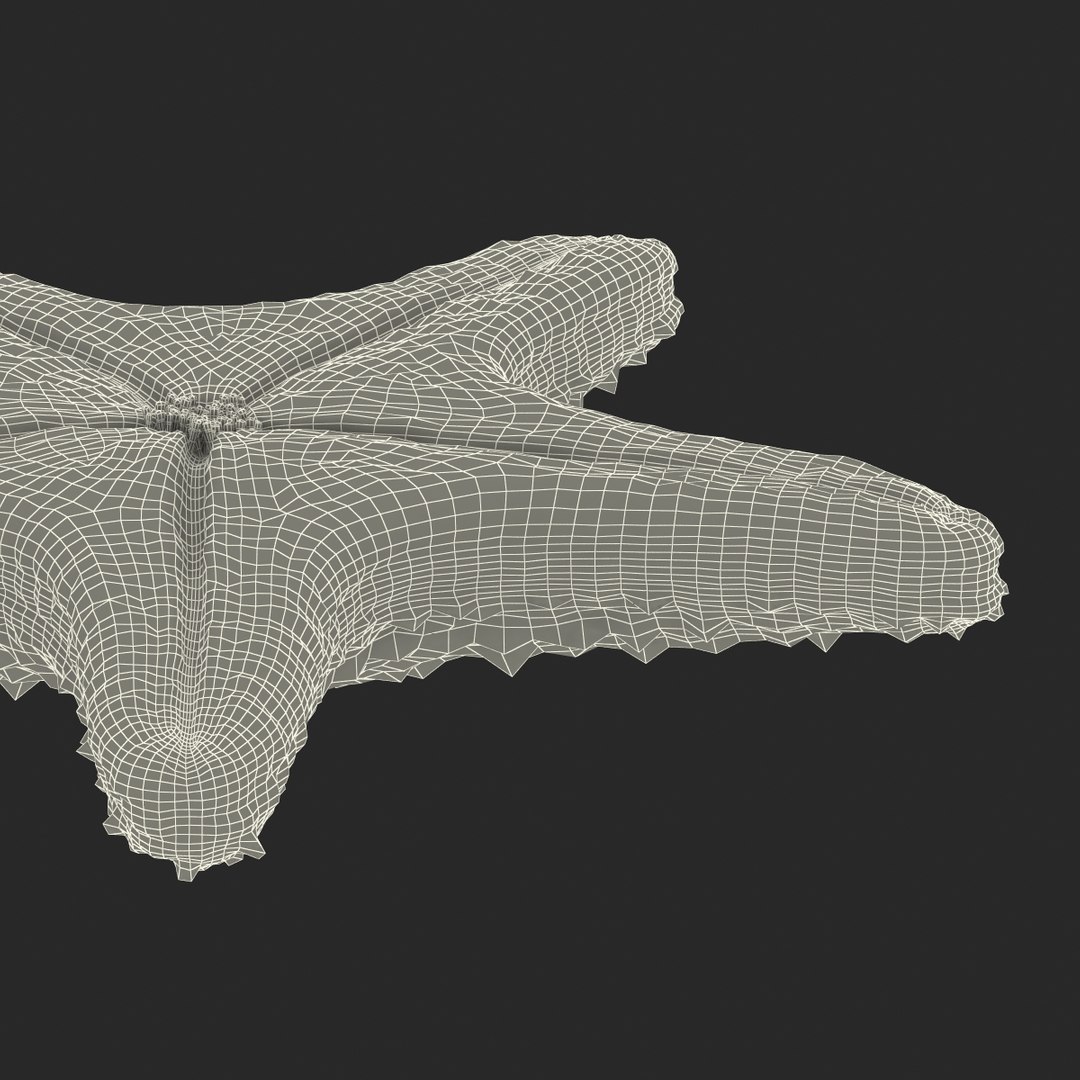 3d model starfish fur