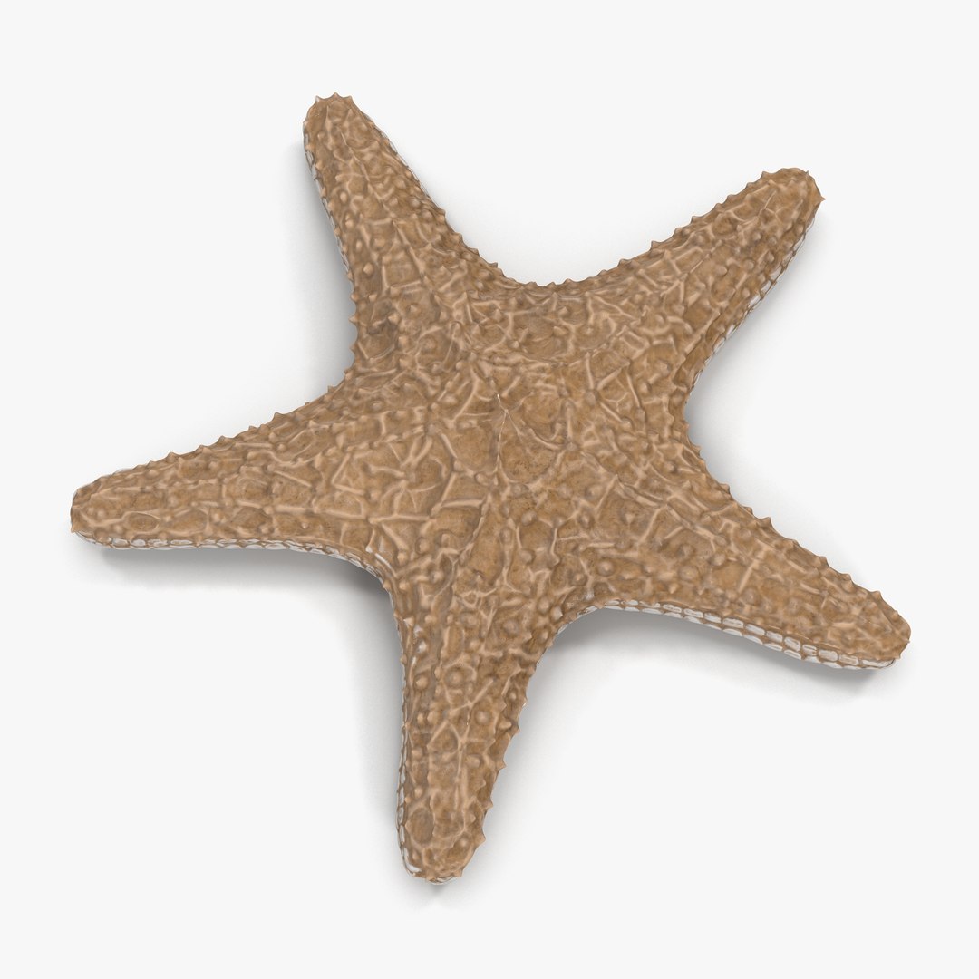 Starfish with Fur 3D model preview
