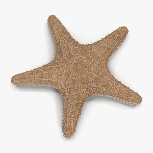 3d model starfish fur