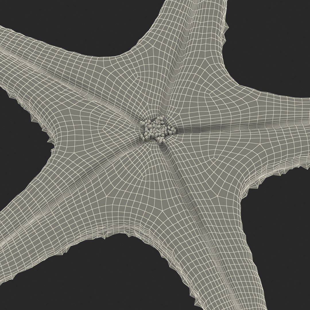 3d model starfish fur
