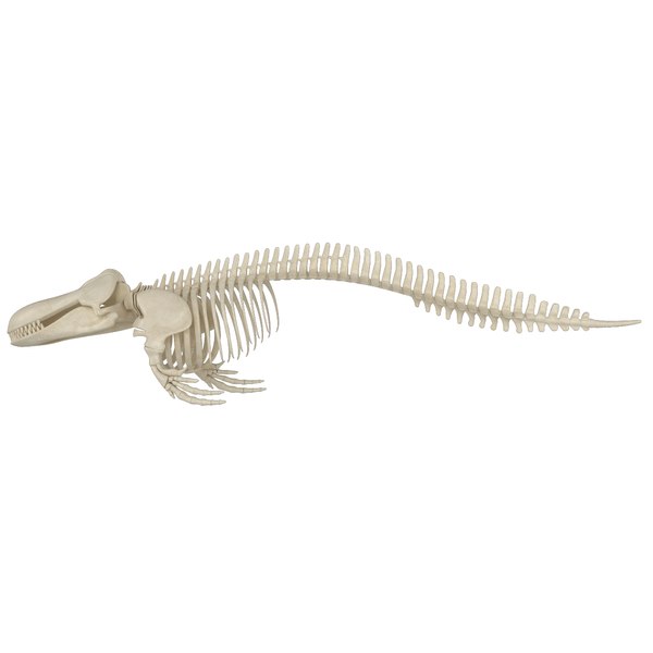 Skeleton humpback 3D model - TurboSquid 1541907