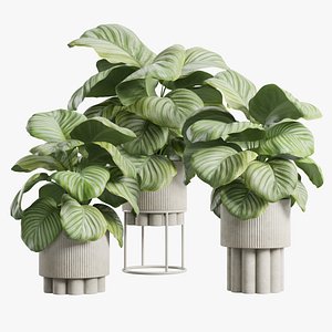 Calathea Orbifolia Pack 02