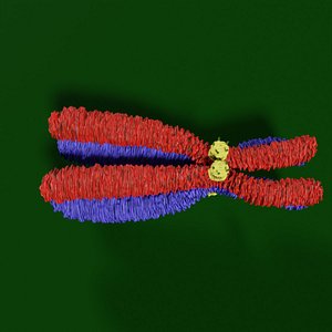 Chromosome homologous centromere kinetochore blender 3d model 3D model