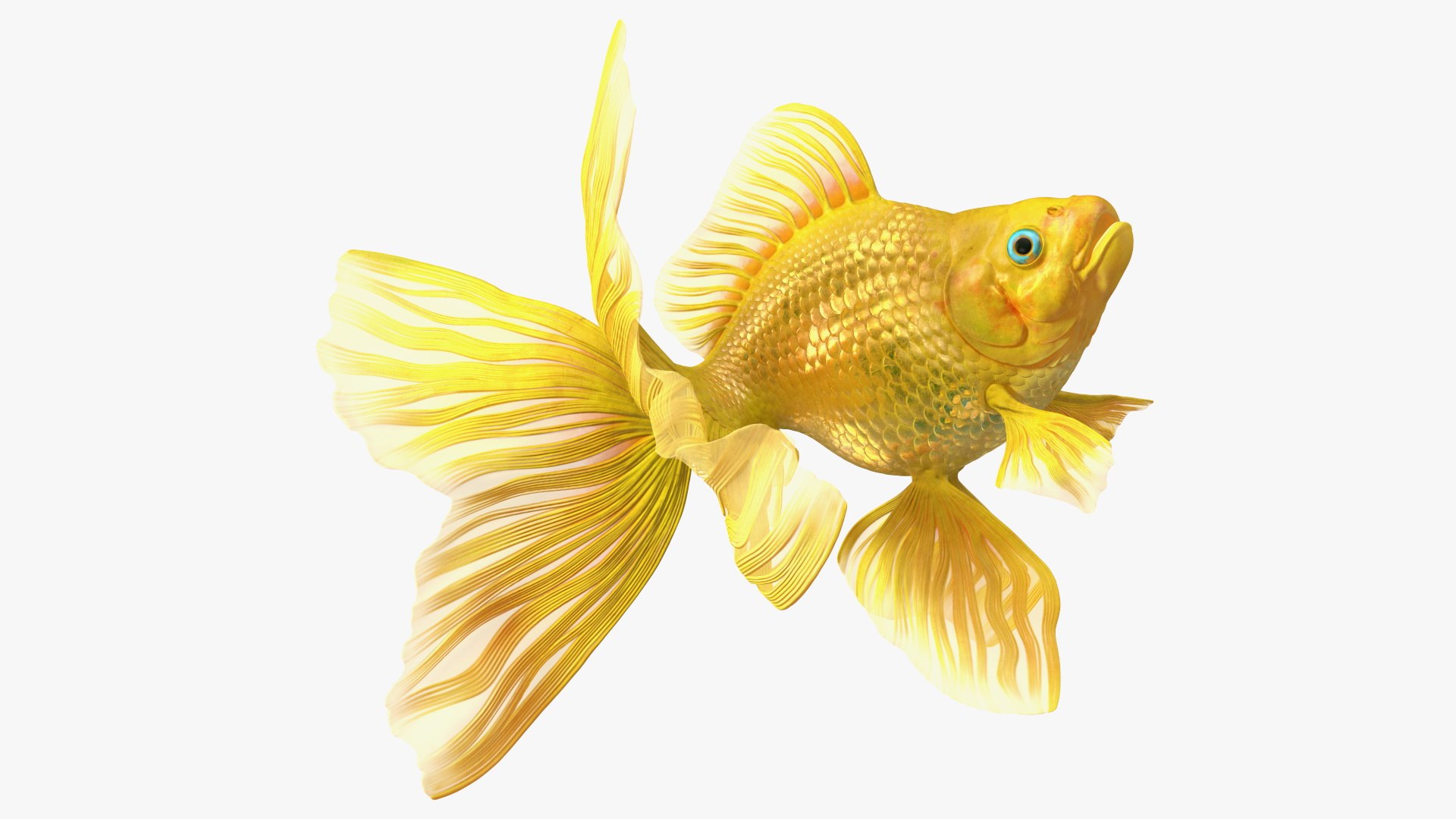 Goldfish Swim 3D model preview