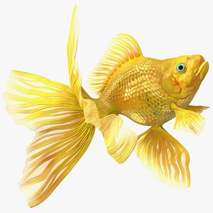 Goldfish Swim