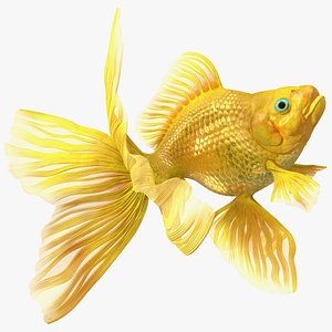 Goldfish Swim