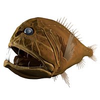 abyssal fish fangtooth