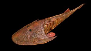 cephalaspis 3D model