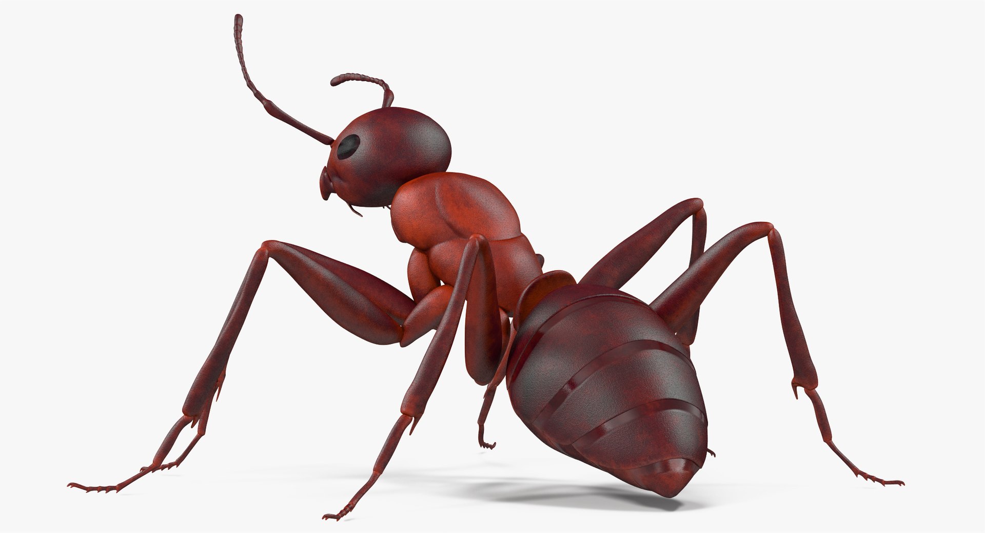 ant pose 2 max https://p.turbosquid.com/ts-thumb/IN/EZZMsE/B0WNozpc/angles_004/jpg/1487398916/1920x1080/fit_q87/67b8bca0fbb11c957d5d7f0ba03e7abffbb506eb/angles_004.jpg