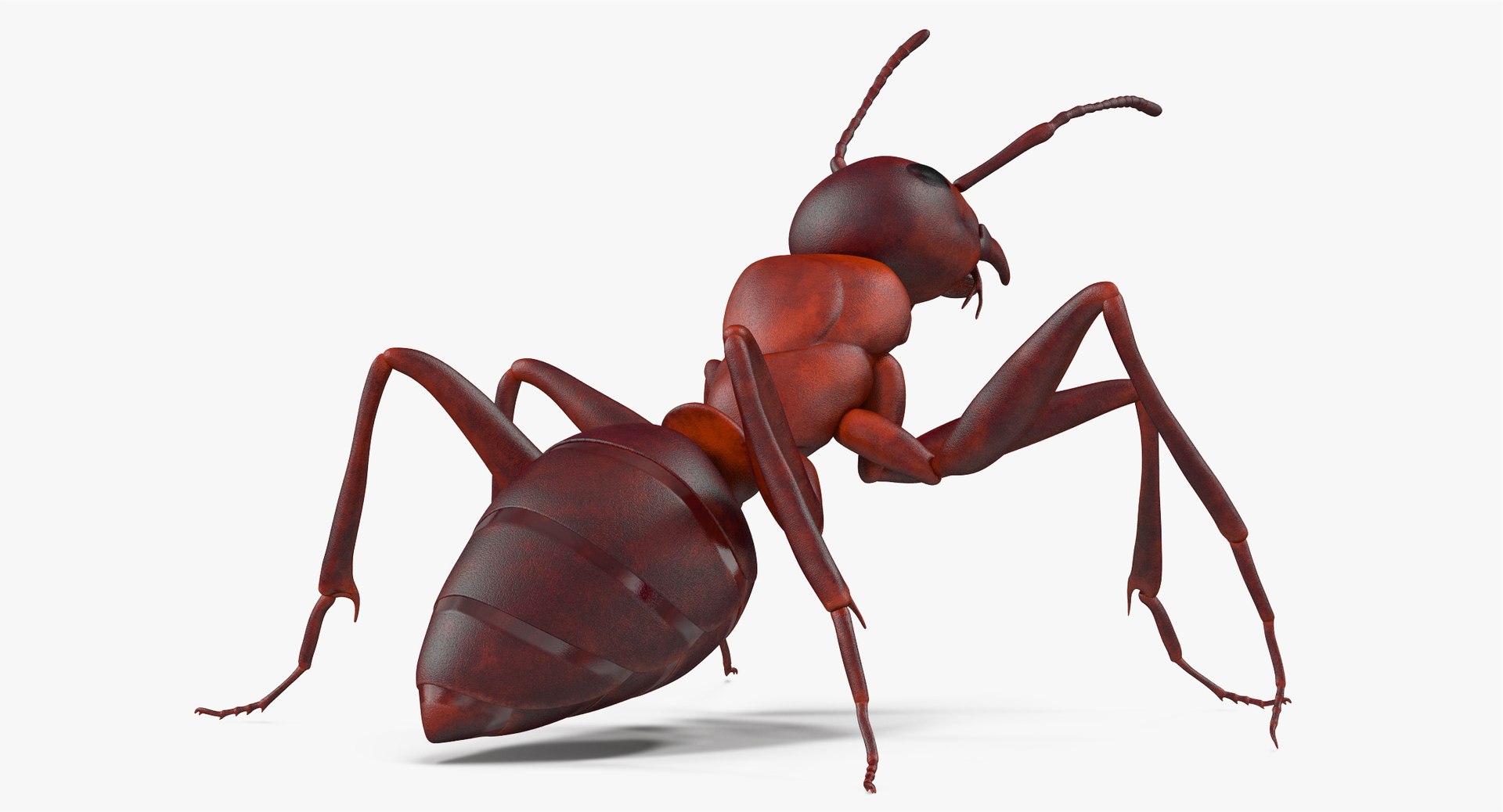 ant pose 2 max https://p.turbosquid.com/ts-thumb/IN/EZZMsE/U2dZKrjR/angles_003/jpg/1487398916/1920x1080/fit_q87/dd53b432e44739a764332bffb5e61b5bd49cd657/angles_003.jpg