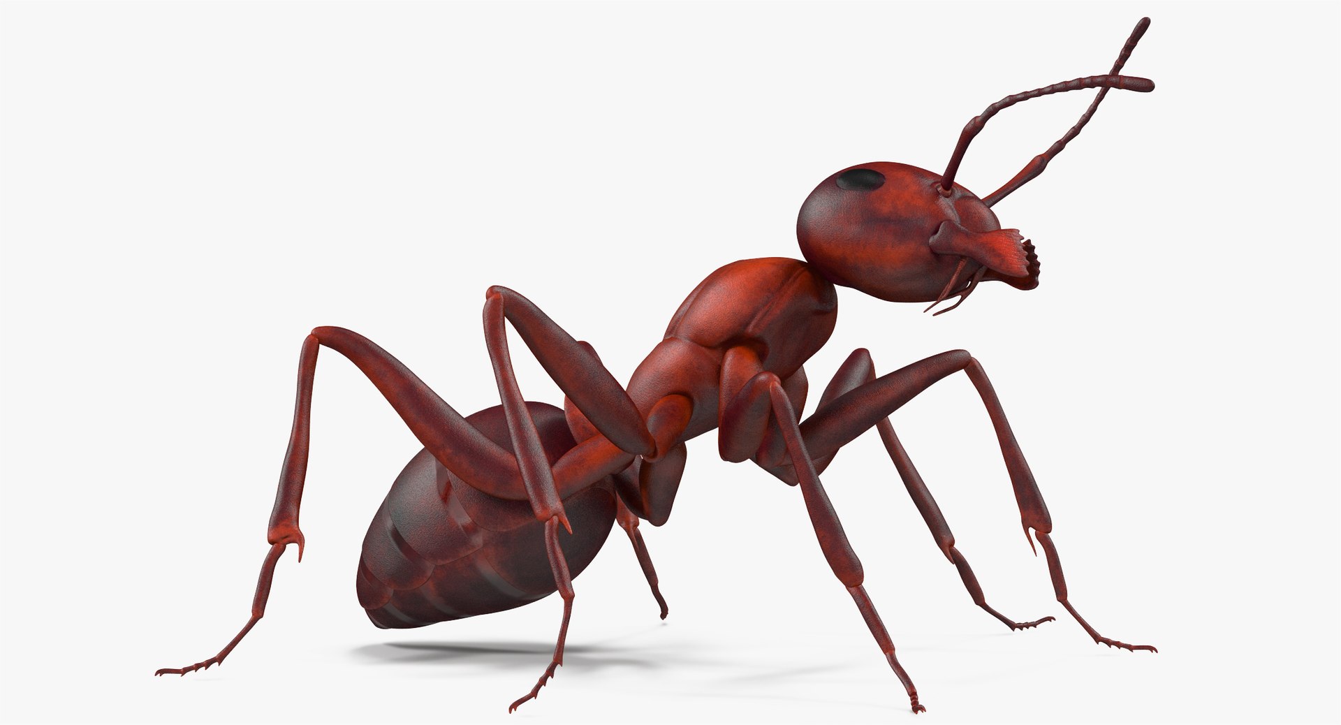ant pose 2 max https://p.turbosquid.com/ts-thumb/IN/EZZMsE/zo1ZuabV/angles_002/jpg/1487398916/1920x1080/fit_q87/7b3ffae07fcfb9cc45e2357fbc102695e68f48bd/angles_002.jpg