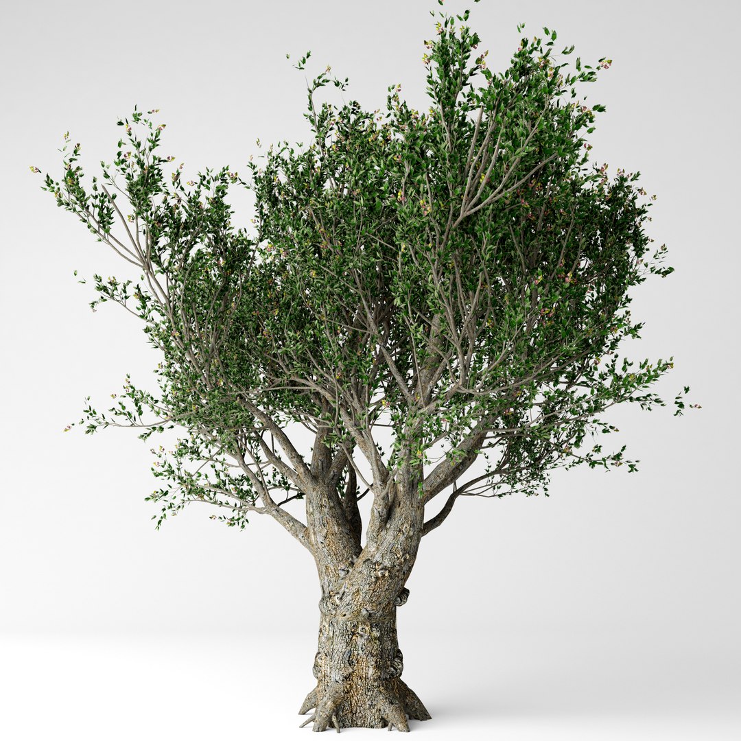 olive tree 3D model https://p.turbosquid.com/ts-thumb/IN/F0cNwK/5Z059E4Z/6/jpg/1542121472/1920x1080/fit_q87/19809b119e0db1c2548a927539b6c75591933a07/6.jpg