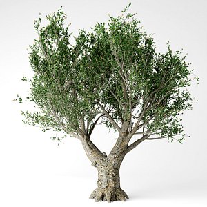 Olive tree