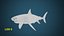 Grand requin blanc