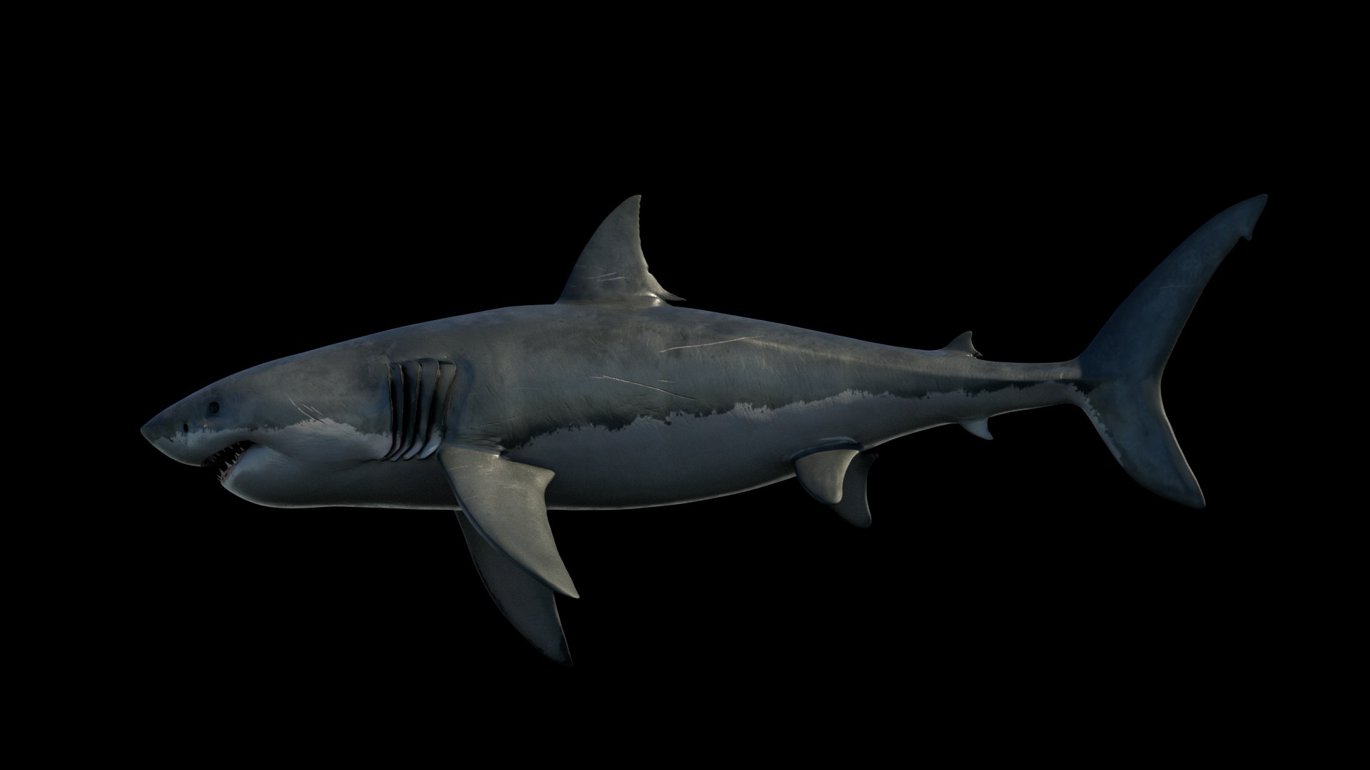 3D model Great White Shark https://p.turbosquid.com/ts-thumb/IN/HkQjKc/7A/04/png/1763652005/1920x1080/fit_q87/5d037e7b7f6d5c315200cabb01f783d245e7a686/04.jpg