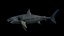 Grand requin blanc