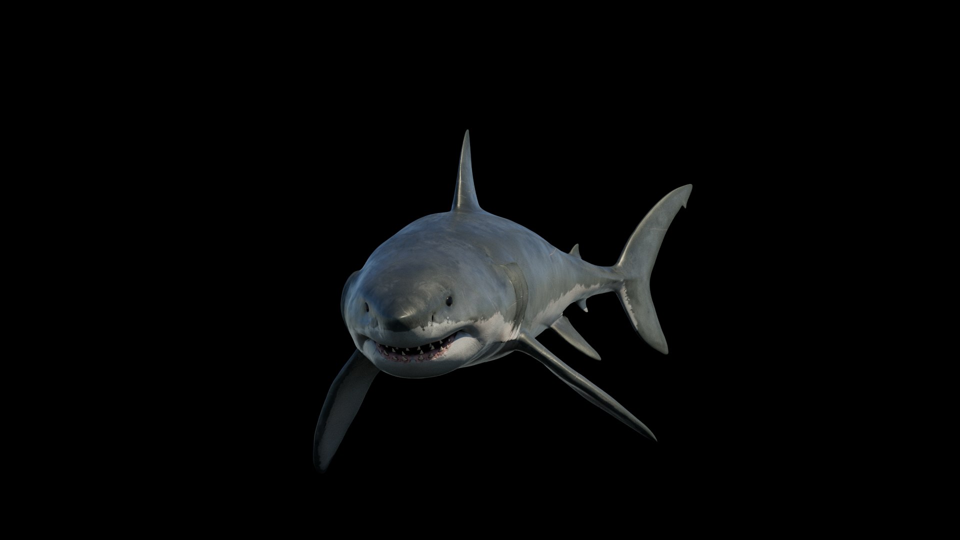 3D model Great White Shark https://p.turbosquid.com/ts-thumb/IN/HkQjKc/OT/05/png/1763652005/1920x1080/fit_q87/0d45bda058ef753b38776bbb375fd59e61ec39cd/05.jpg