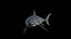 Grand requin blanc