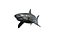 Grand requin blanc