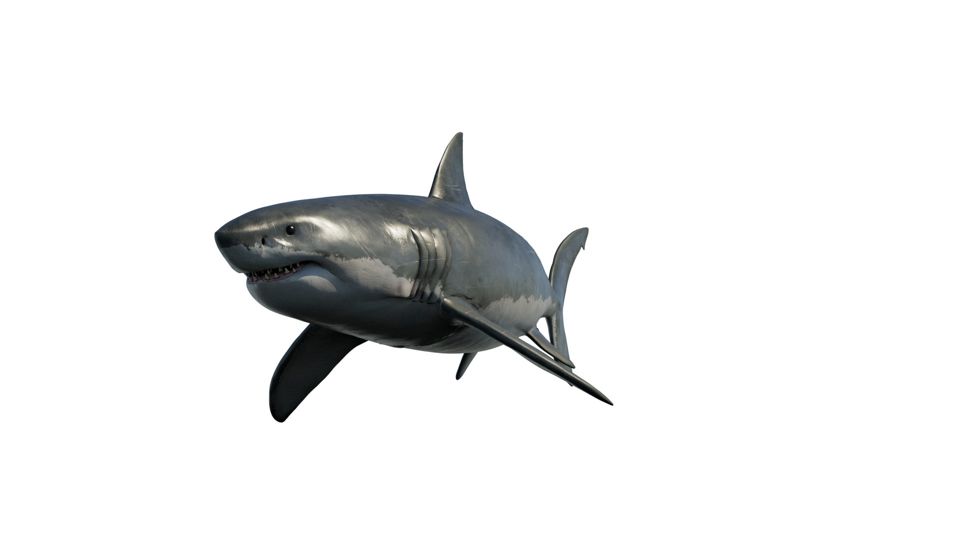 3D model Great White Shark https://p.turbosquid.com/ts-thumb/IN/HkQjKc/R7/shark/png/1763652208/1920x1080/turn_fit_q99/92916a5fcac85a671aef8e113c0ca2b29703e81b/shark-1.jpg