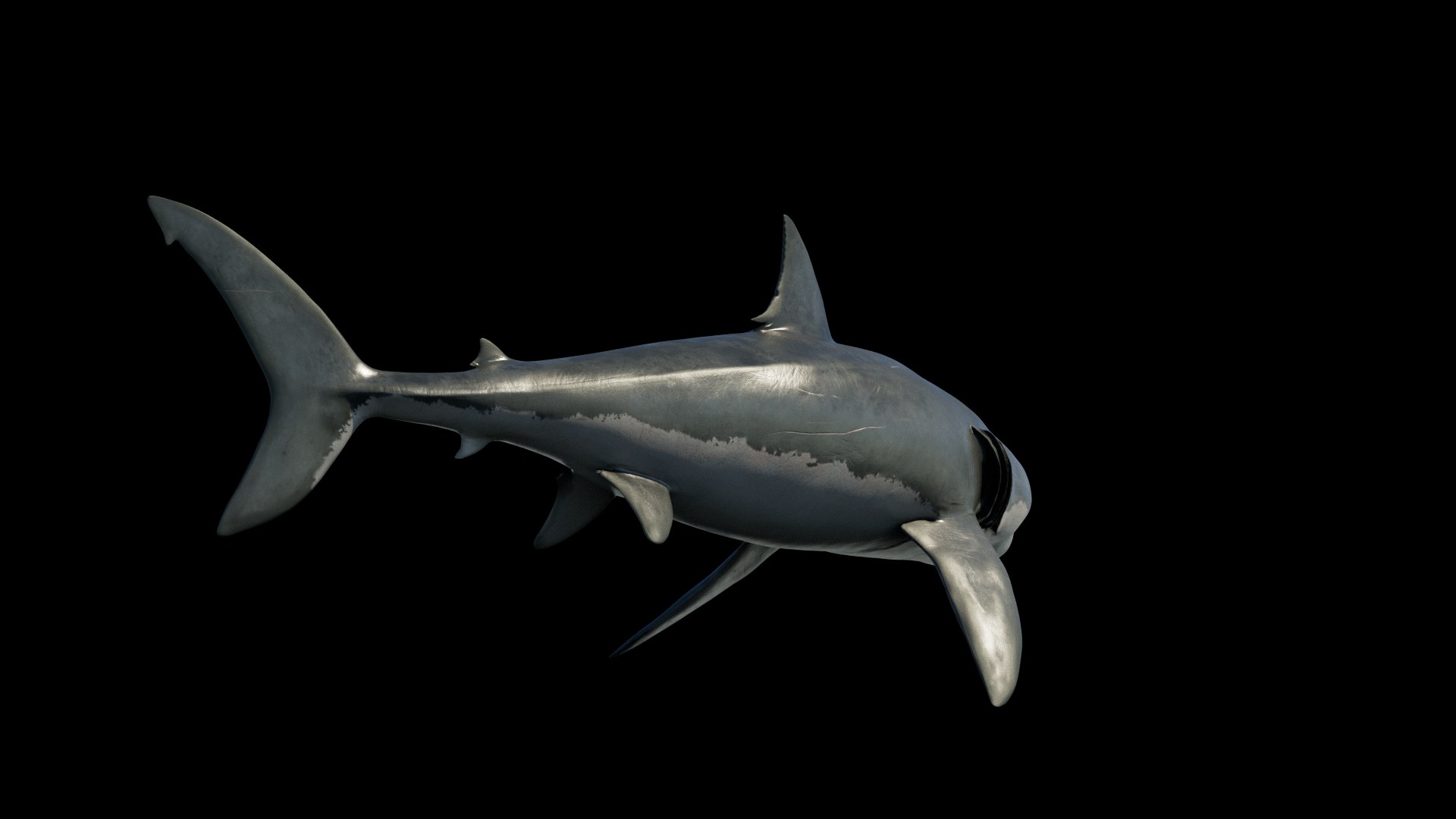 3D model Great White Shark https://p.turbosquid.com/ts-thumb/IN/HkQjKc/Uj/03/png/1763652004/1920x1080/fit_q87/5070c49ea79cf4c4df33d6124b066eb6bba7a594/03.jpg