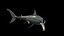 Grand requin blanc