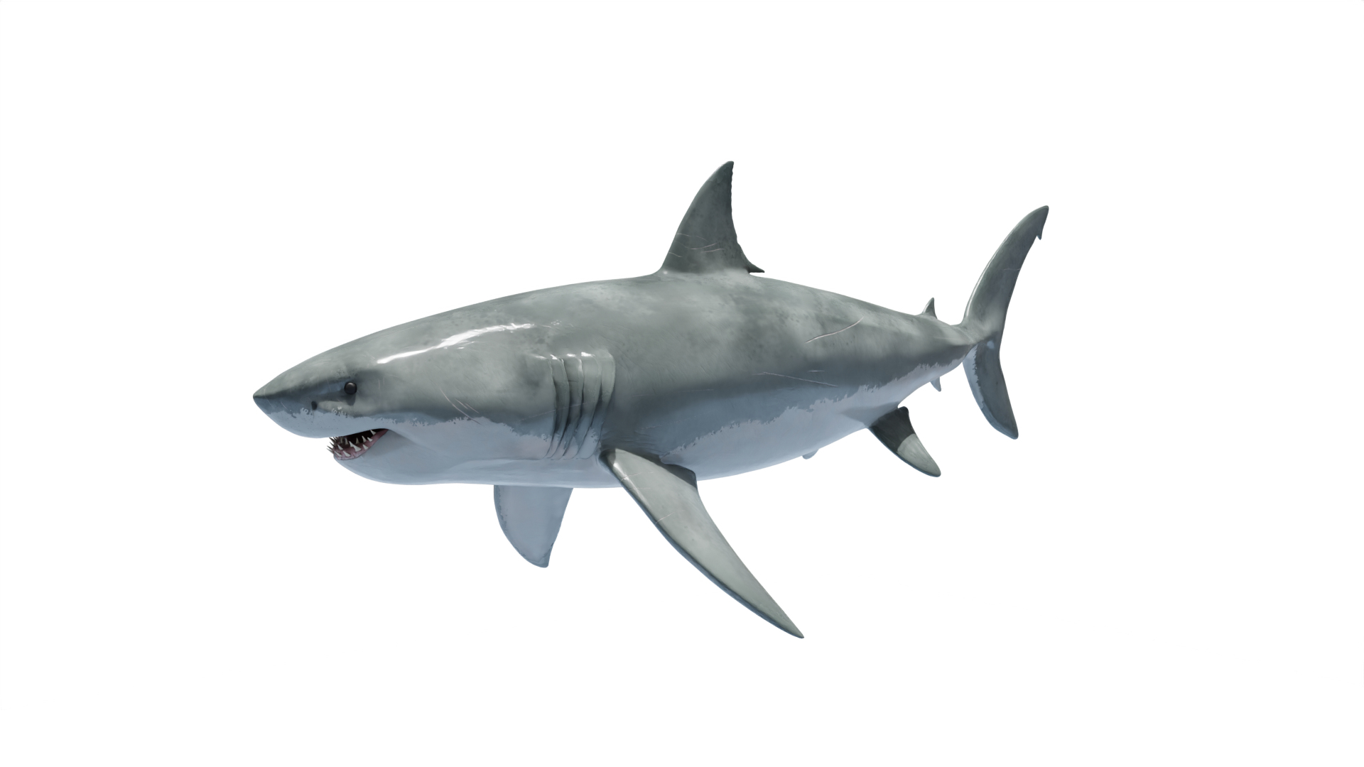 3D model Great White Shark https://p.turbosquid.com/ts-thumb/IN/HkQjKc/W7/animations/png/1773866864/1920x1080/turn_fit_q99/65618be2a2b68386af064959face9d806ed647a5/animations-1.jpg